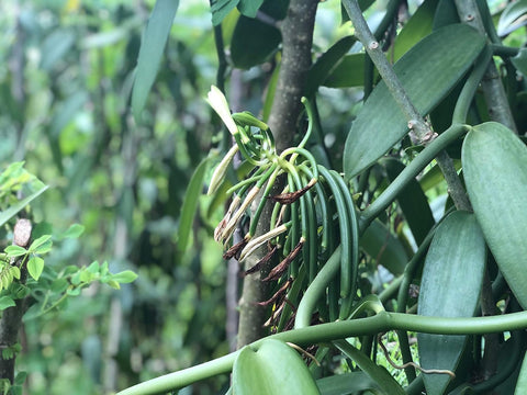 Bio Bourbon Vanillepulver