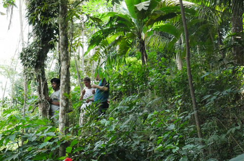 Bio Kubeben Pfeffer: Reise nach Java